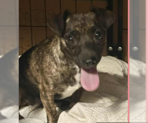 Chihuahua-Unknown Mix Dogs for adoption in Cranston, RI, USA