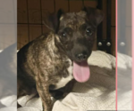Small Chihuahua Mix