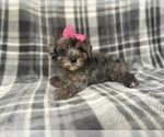 Small #3 YorkiePoo