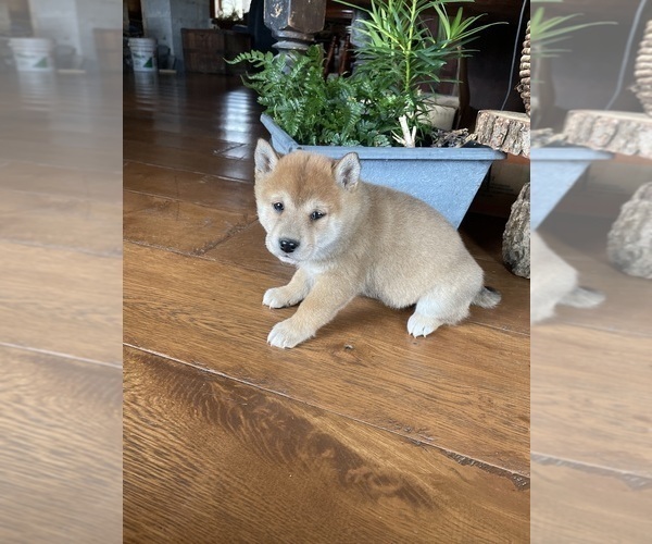 Medium Photo #3 Shiba Inu Puppy For Sale in SCHUYLKILL HAVEN, PA, USA