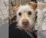 Small #2 Maltese Mix