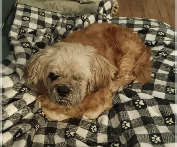 Medium Photo #8 Shih Tzu Puppy For Sale in oakland, FL, USA