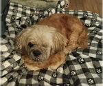 Small #7 Shih Tzu