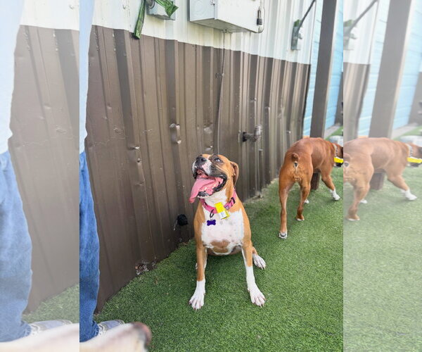 Medium Photo #14 Boxer Puppy For Sale in  Katy, TX, USA