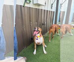 Small #13 Boxer