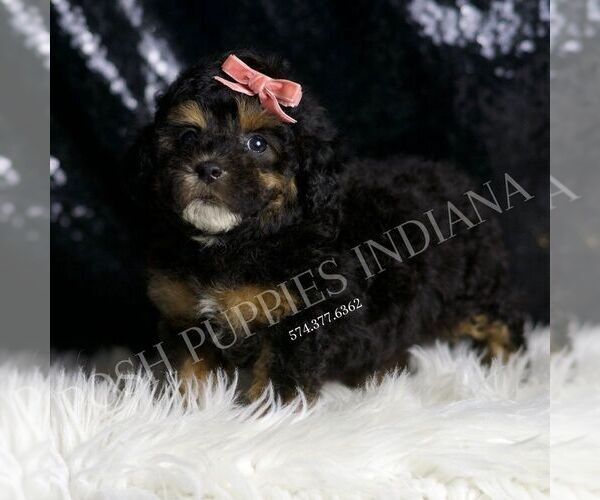 Medium Photo #4 Poodle (Toy) Puppy For Sale in WARSAW, IN, USA