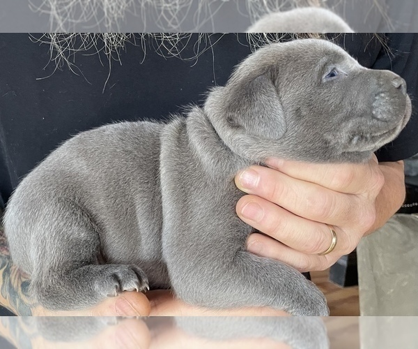 Medium Photo #4 American Bully Puppy For Sale in SOMERSET, KY, USA