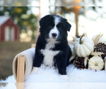 Gypsy - Female Border Collie Puppy for Sale - Photo #3