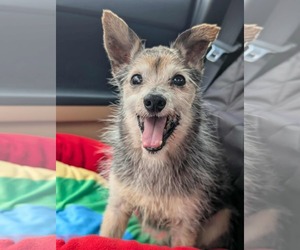 Chihuahua-Unknown Mix Dogs for adoption in Princeton, MN, USA