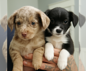 Aussiedoodle-Chihuahua Mix Puppy for sale in RODNEY, MI, USA