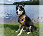Small #2 Siberian Husky Mix