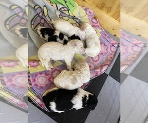 Maltese-Poodle (Standard) Mix Puppy for sale in JASPER, GA, USA