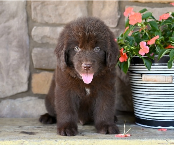 Medium Photo #3 Newfoundland Puppy For Sale in MILLERSBURG, OH, USA