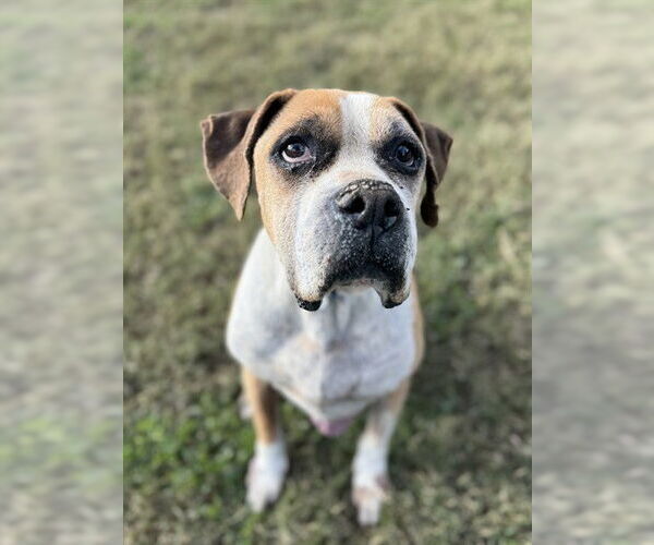 Medium Photo #1 Boxer Puppy For Sale in Riverside, CA, USA