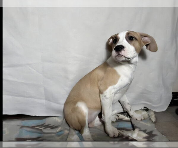 Medium Photo #6 Mutt Puppy For Sale in Aurora, IN, USA