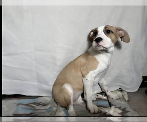 Floyd Dawgs : Juno - Female Mutt Dog for Adoption - Photo #6