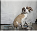 Small #5 Mutt