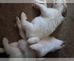 Small Photo #34 Great Pyrenees Puppy For Sale in BANCROFT, WI, USA