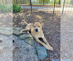 Small #2 Labrador Retriever-Staffordshire Bull Terrier Mix