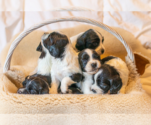 English Springer Spaniel Puppy for sale in Aberfeldy, Perth and Kinross (Scotland), United Kingdom