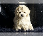 Small #1 Maltipoo