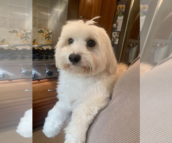 Medium Photo #2 Maltipoo (Toy) Puppy For Sale in Santa Clarita, CA, USA