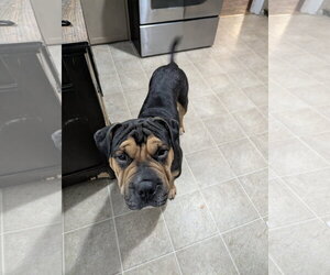 Magoo - Male Mutt Dog for Adoption - Photo #3