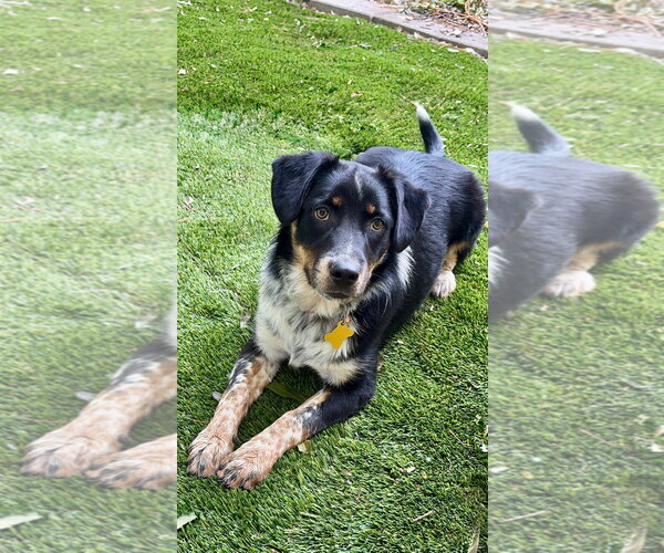 Medium Photo #2 Australian Shepherd Puppy For Sale in Sandy, UT, USA