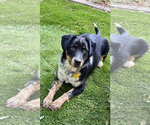 Small #1 Australian Shepherd