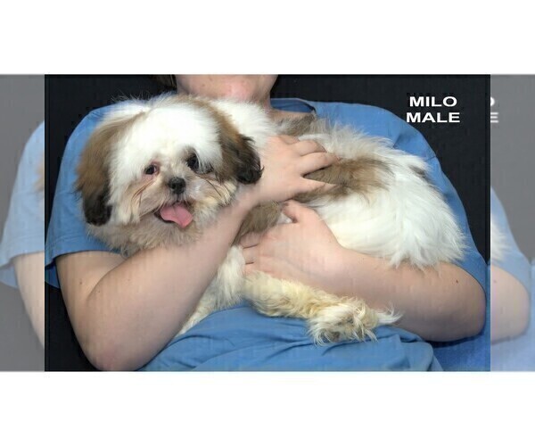 Medium Photo #3 Shih Tzu Puppy For Sale in CLARE, MI, USA