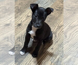 Rat Terrier-Unknown Mix Dogs for adoption in Genesee, WI, USA