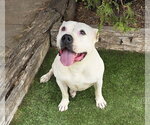 Small #5 Bulldog
