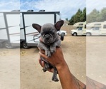 Small Photo #4 French Bulldog Puppy For Sale in RIVERBANK, CA, USA