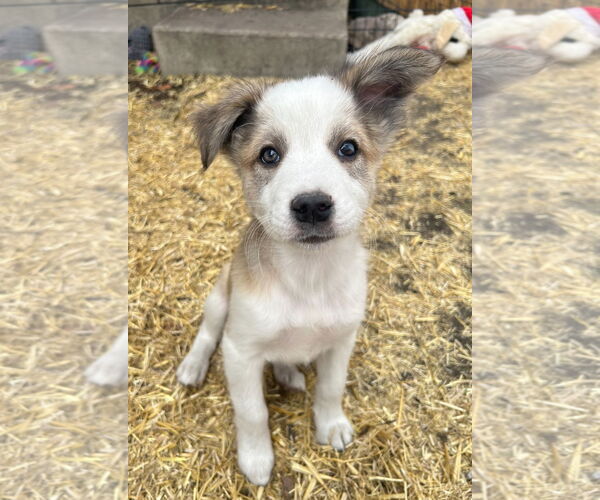 Medium Photo #3 Mutt Puppy For Sale in Laramie, WY, USA