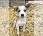 Small #2 Mutt