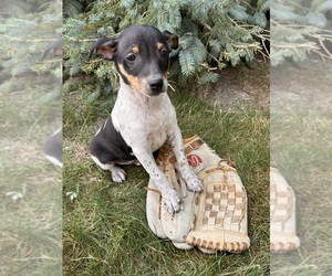 Rat Terrier Puppy for sale in MIDDLEBURY, IN, USA