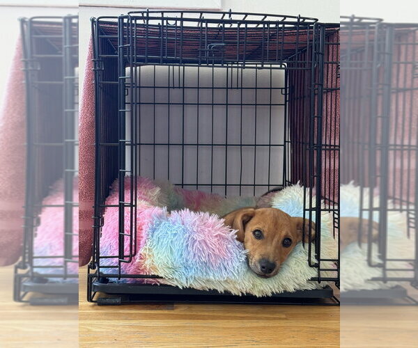 Medium Photo #4 Mutt Puppy For Sale in Oak Bluffs, MA, USA