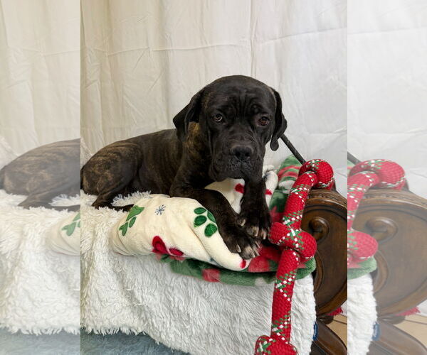 Medium Photo #3 Mutt Puppy For Sale in Goodyear, AZ, USA