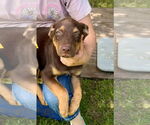 Small #5 Australian Shepherd Mix