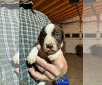 Small Photo #11 German Wirehaired Pointer Puppy For Sale in SAINT CLOUD, FL, USA