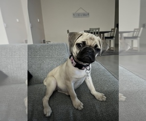 Medium Pug