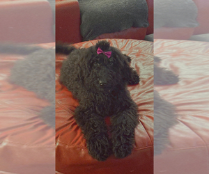 Poodle (Standard) Puppy for sale in OKLAHOMA CITY, OK, USA