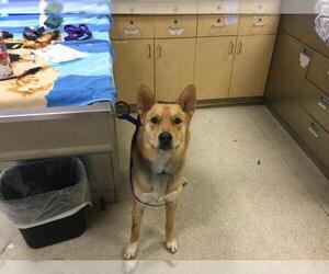 German Shepherd Dog Dogs for adoption in Riverside, CA, USA