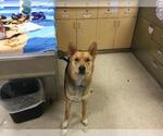GOJI - Male German Shepherd Dog Dog for Adoption - Small photo