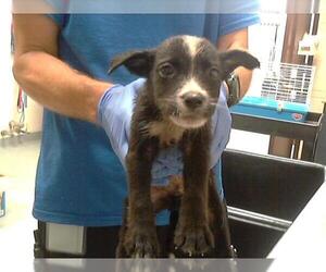 American Pit Bull Terrier Dogs for adoption in Fayetteville, NC, USA