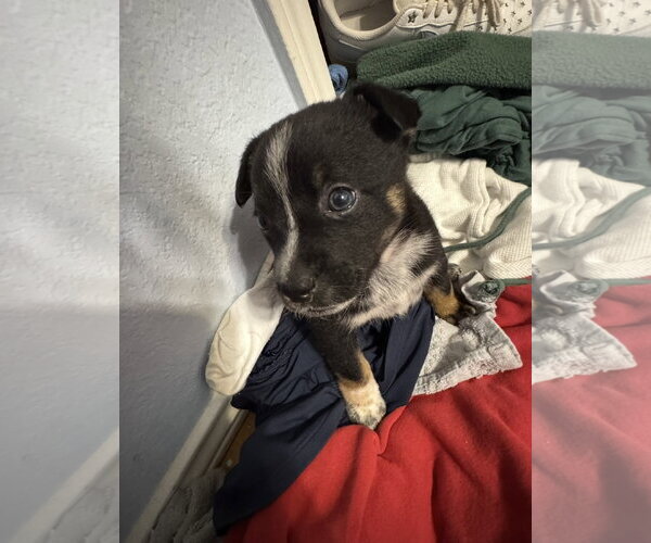 Medium Photo #8 Mutt Puppy For Sale in Sebec, ME, USA