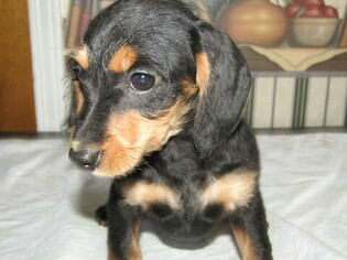 Dachshund Puppy for sale in HUDSON, MI, USA