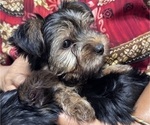 Small Yorkshire Terrier