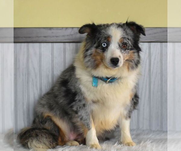 Medium Photo #1 Miniature Australian Shepherd Puppy For Sale in REBERSBURG, PA, USA