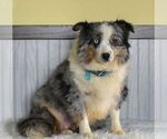 Small Photo #1 Miniature Australian Shepherd Puppy For Sale in REBERSBURG, PA, USA